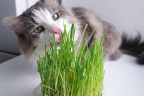 🐾 Cat Grass — The Furry Friend’s Favourite Green Snack