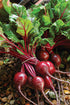 Beetroot Seeds – Early Wonder Heirloom - 180 Seeds (Beta vulgaris)