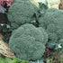 Broccoli Seeds – Green Sprouting Variety - 1000 Seeds (Brassica oleracea)