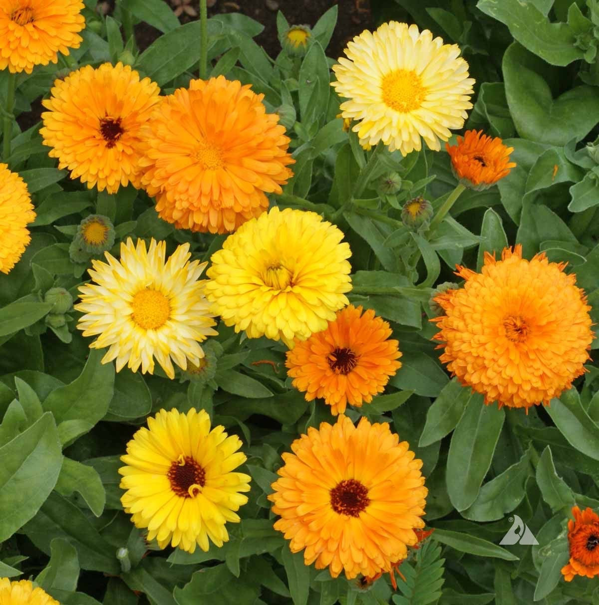 Calendula Seeds – Gitana Fiesta Mix of Edible Blooms (Calendula officinalis)