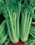 Celery Seeds – Hornet Variety for Crisp Stalks - 3500 Seeds (Apium graveolens)