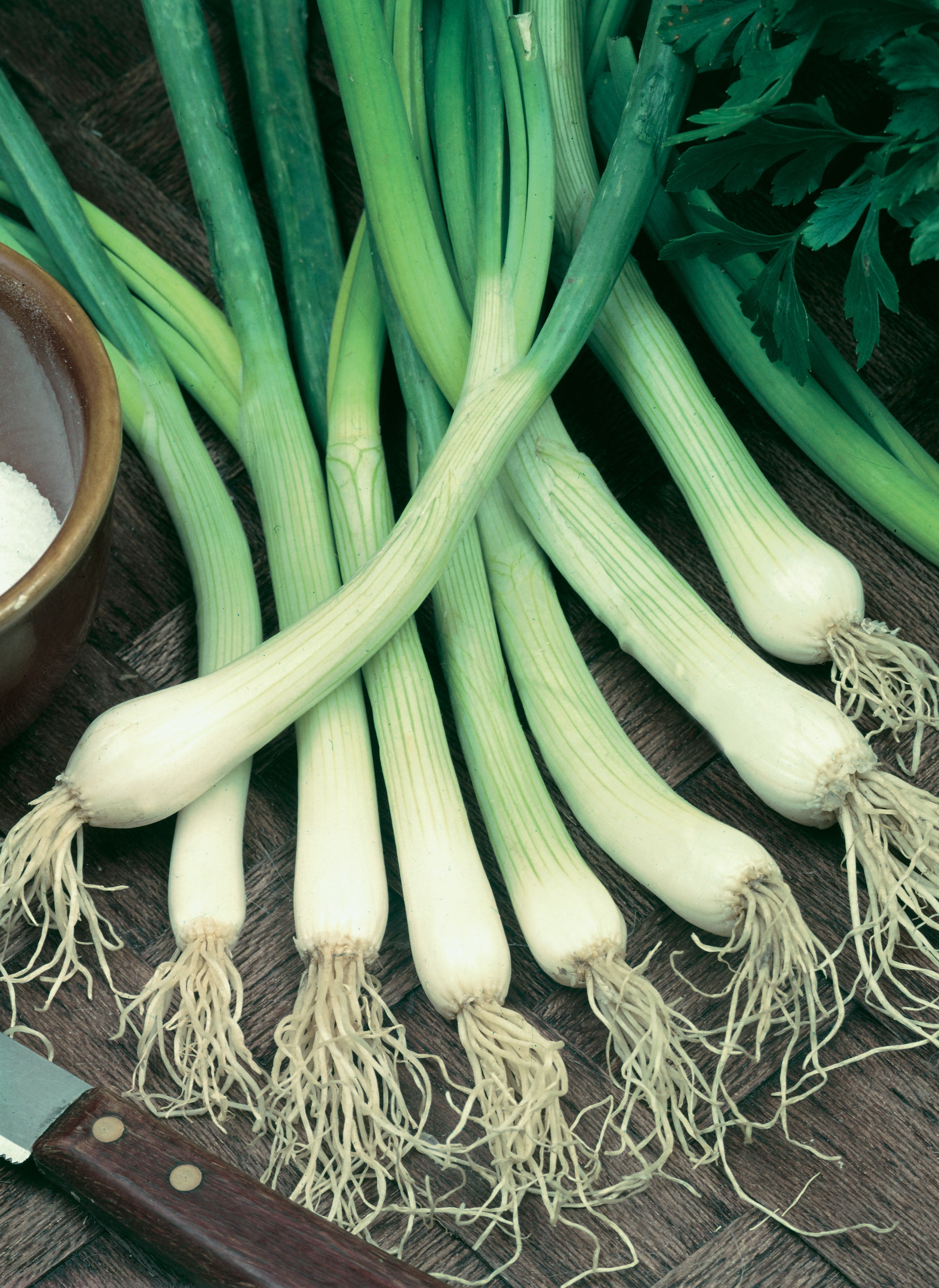 Onion Seeds – Straightleaf Spring Onion - 1000 Seeds (Allium fistulosum)