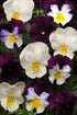 Rare Pansy Seeds – Cool Wave Berries 'n Cream Mix - 10 Seeds (Viola × wittrockiana)