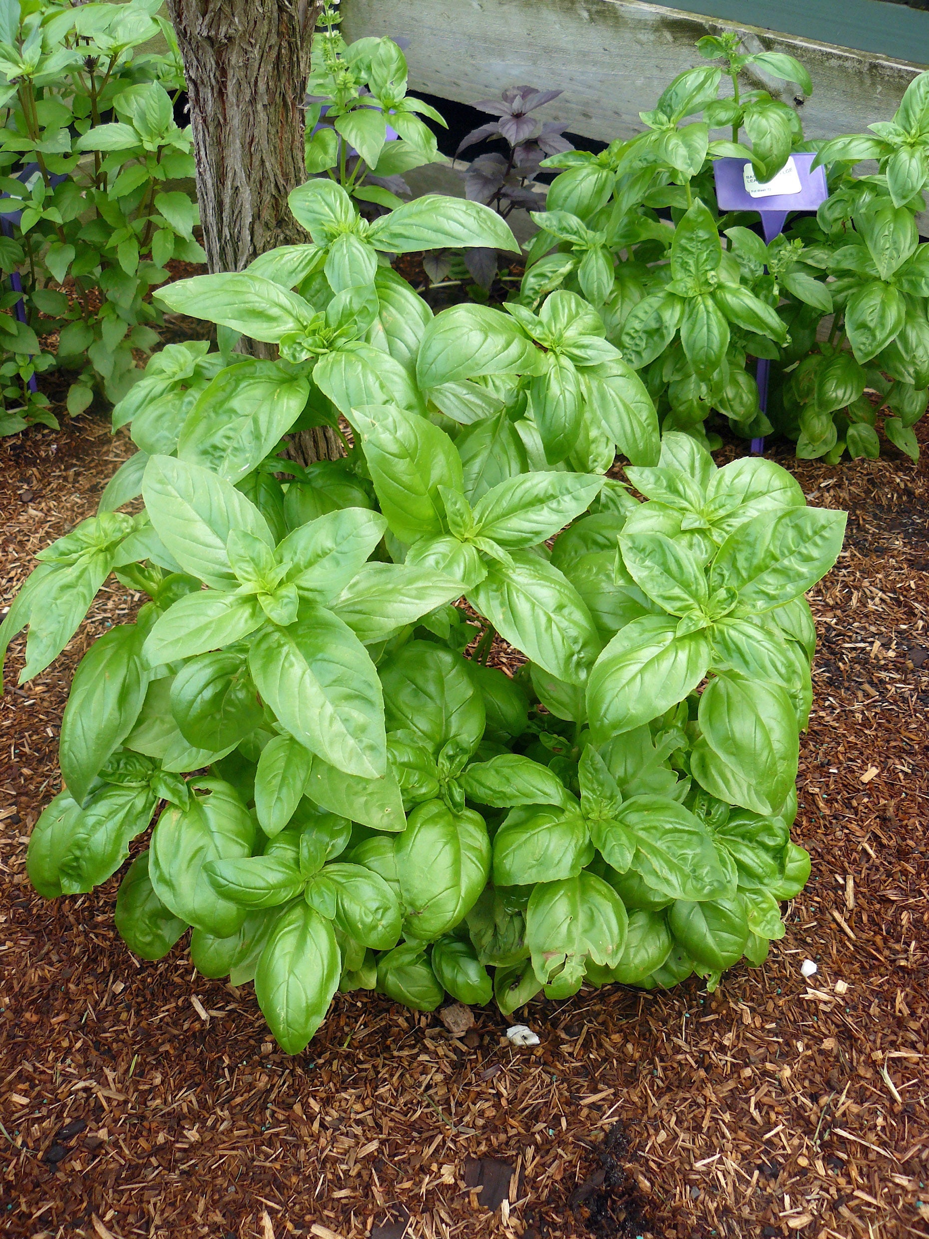 Basil Genovese Seeds - 500 seeds - Culinary Classic for Pots or Garden (Ocimum basilicum)