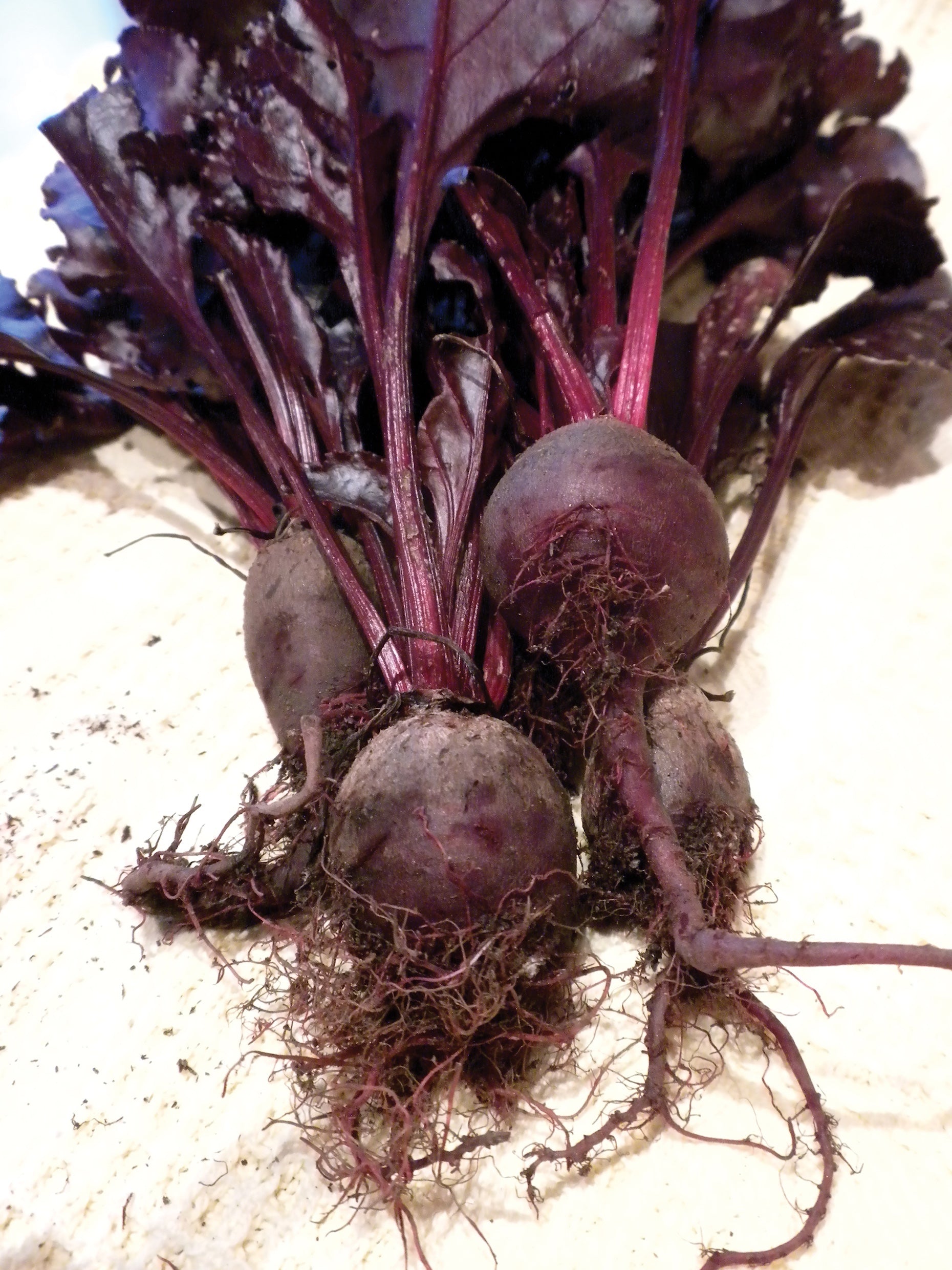 Beetroot Seeds – Bulls Blood Red Leaves & Roots - 395 Seeds (Beta vulgaris)