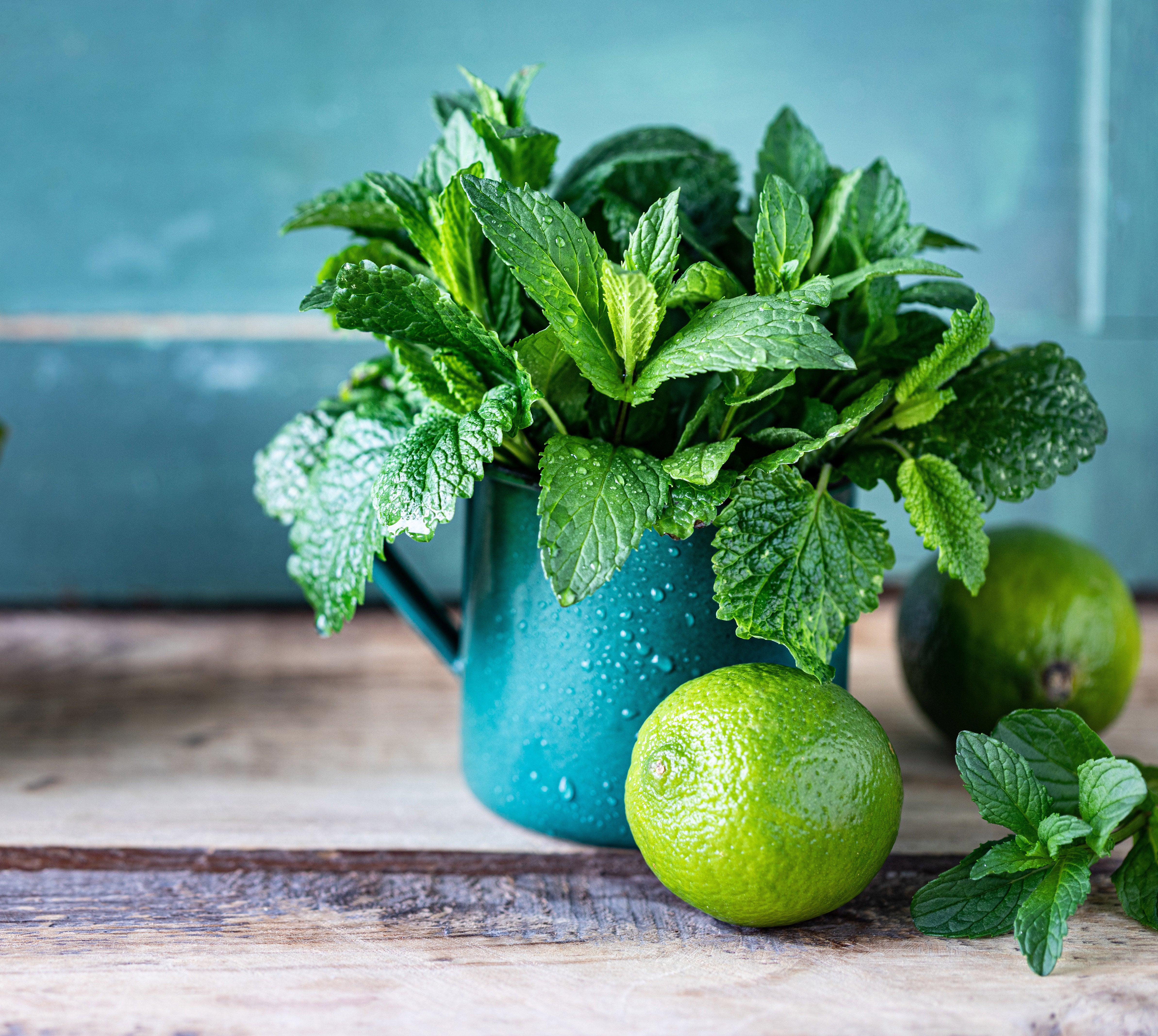 Bulk Peppermint Seeds – Cooling Herbal Favourite - 20,000 Seeds (Mentha x piperita)