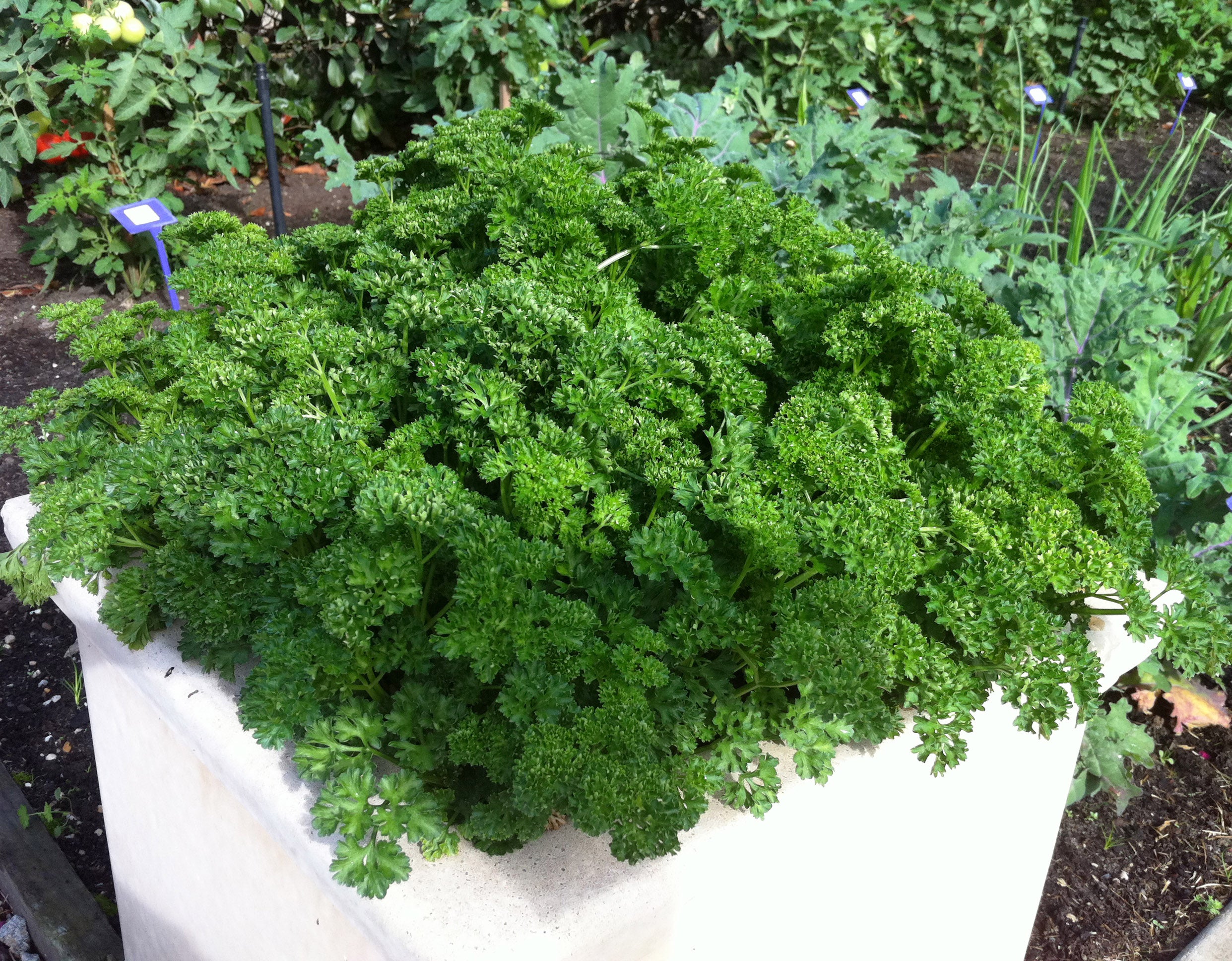 Triple Curled Parsley Seeds – Decorative & Flavourful - 1770 Seeds (Petroselinum crispum)