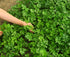 Italian Parsley Seeds – Flat-Leaf Culinary Herb - 1500 Seeds (Petroselinum crispum)