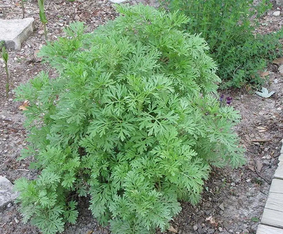 Wormwood Seeds - Medicinal and Flavouring (Artemisia absinthium)
