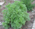 Wormwood Seeds - Medicinal and Flavouring (Artemisia absinthium)