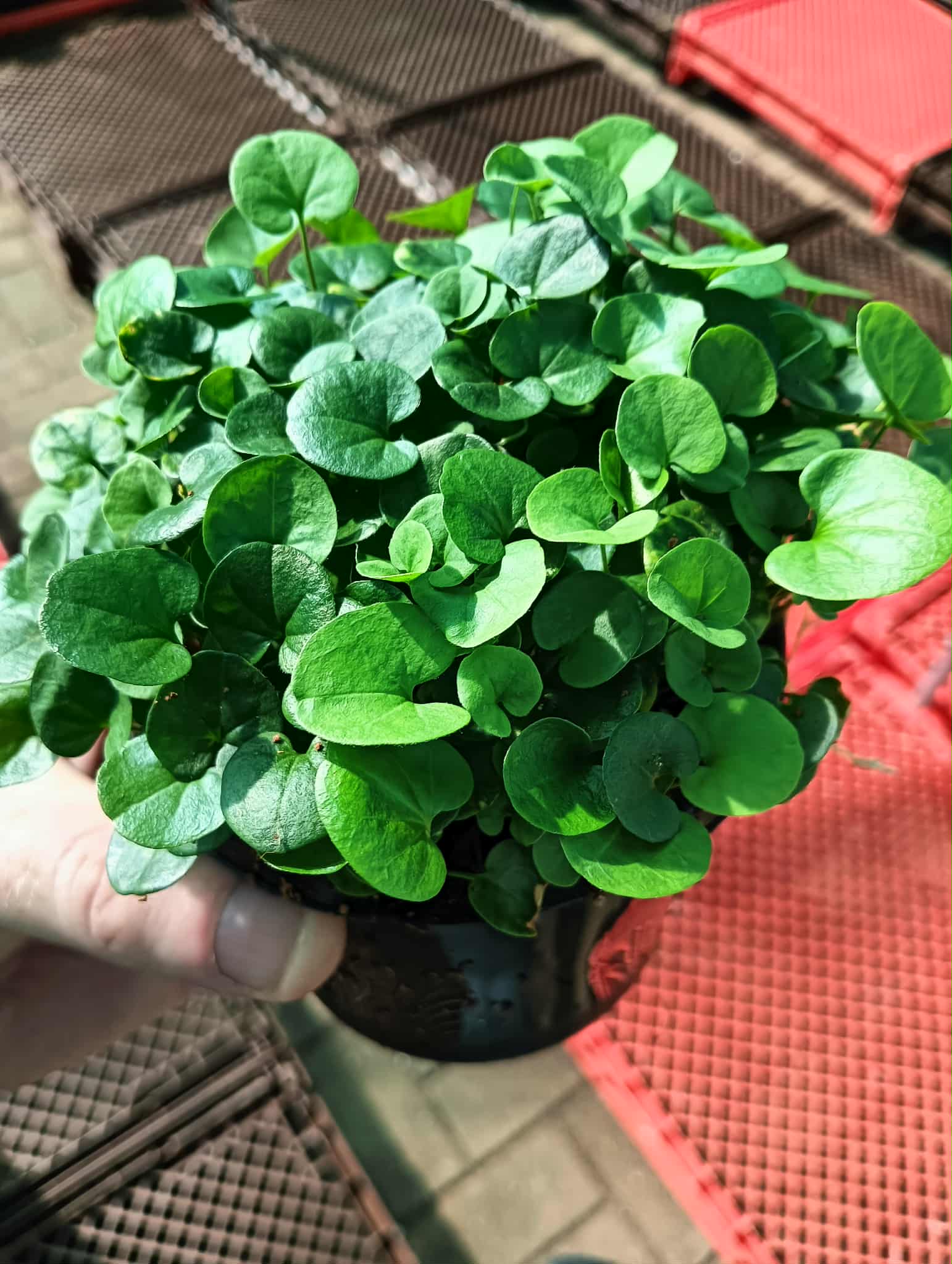 Dichondra Seeds – 875 Seeds - Ground Cover, No Mow Lawn Alternative