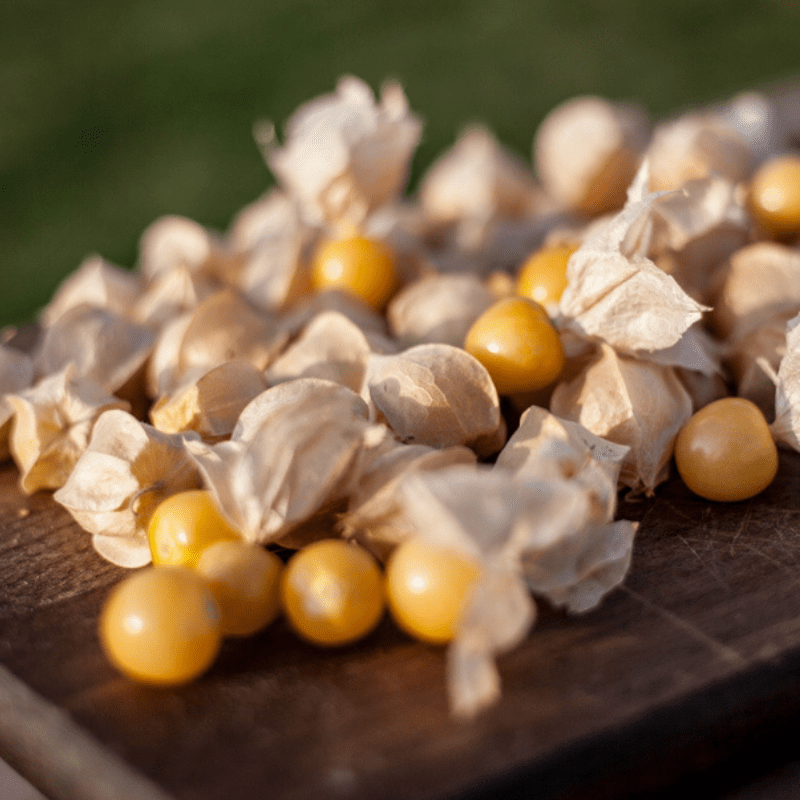 Cossack Pineapple Seeds Gooseberry (Ground Cherry) (Physalis pruinosa)